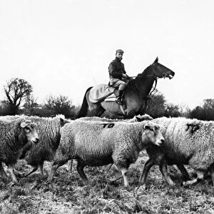 Famous raceehorse Arkle with jockey Paddy Woods rounding up sheep on trainer Tom