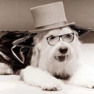 Fancy Dress Dog Old English Sheepdog wearing a top hat, black coat and glasses