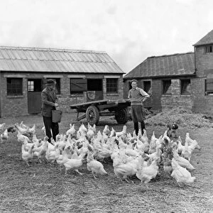 Feeding time for the poultry on Hardwick Dene Farm