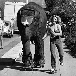 Freewheeling Tarra the elephant and Carol Buckley. July 1980 P011798