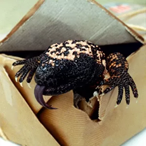 A Gila Monster from Mexico, creeping out of a cardboard box February 1989