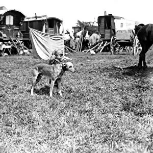 Gipsy child and pet dog at Epsom Downs, Surrey. 1932