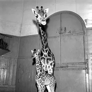 Giraffe at London Zoo with baby. 1960 C28