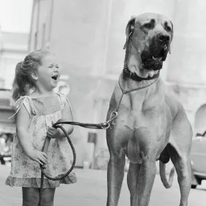 Great Dane called Hermie is a big dog and is often taken for walks by three year old Emma