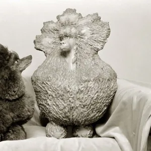 Greyco hazelnut Crufts champion 1982 admires a clay sculpture of herself in the form