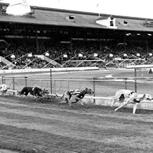 Greyhound racing - A general shot of a Greyhound race at the Cardiff Arms Park