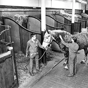 Grooming the horses in the Vaux Brewery stables in 1986