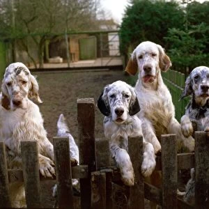A group of English Setter dogs including Crufts supreme champion starlite express valsett