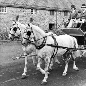 Helen Wrightham and Gavin Allan with a carriage and pair (Orbit and Starsky