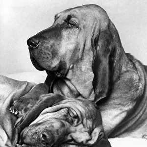 Henry the famous T. V. Commercial bloodhound. February 1976 P009292