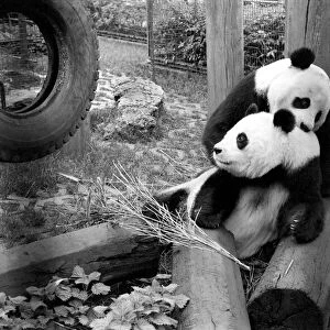 There is hope that at last the two giant Pandas at the London Zoo will be joining in a