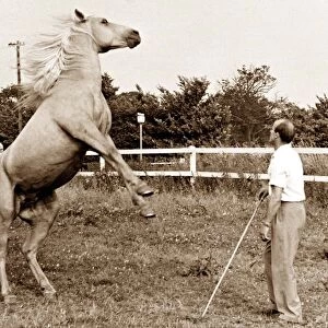 A horse jumps back with two legs raised in the air as a man looks