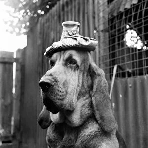 Hot Weather. Bruce the Bloodhound tries to keep a cool head with a ice pack