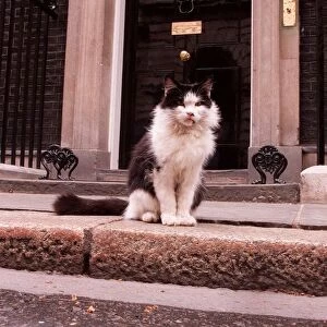 Humphrey the Downing Street cat sitting outside number 10