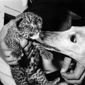 Here he is, the nameless wonder of the wild life park. He is a lucky little leopard cub