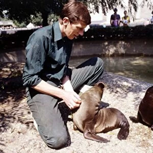 Keith Short Zoo Keeper with baby sea lions at London Zoo August 1984 animal