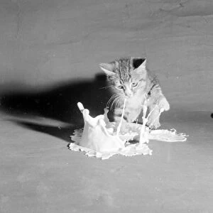 This kitten is falling into a saucer full of milk. July 1958