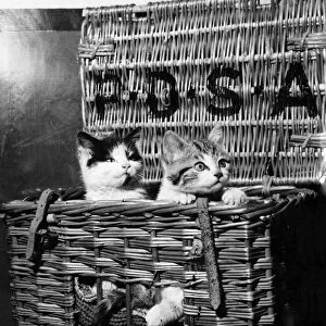 Two kittens pose in their travelling basket for the PDSA to bring awareness to the amount