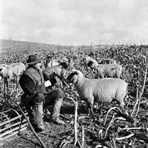 Lambing in Hampshire. March 1953