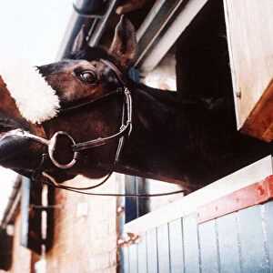 Legendary racehorse Red Rum who won three back to back Grand National races in the 1970s