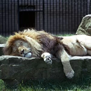 A Lion sleeping on a large stone in the garden of his enclosure at Blackpool Zoo