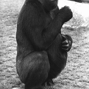 Lomie the Gorilla October 1980 Pregnant at Blackpool Zoo