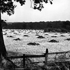 Looking from Gibbet Hill to Tocil wood. 8th October 1964