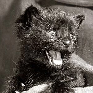 Lucky the Kitten - July 1962 Little Black Cat