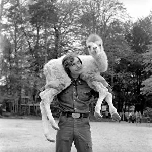 Man walking in his back garden carrying a camel on his shoulders May 1975