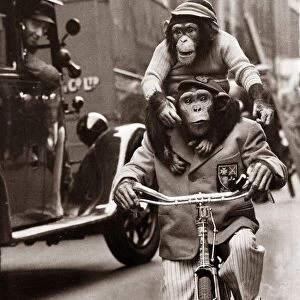 Marquis the Chimpanzee riding a bicycle and carrying two year old Baron on his shoulders
