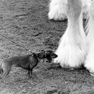 A miniature Dachshund takes a closer look at the hoof of a Shire Horse at the Shire Horse