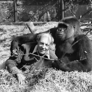 Etoumbie the gorilla with zoo keeper John Aspinall Print August 1982 Etoumbie the gorilla with zoo keeper John Aspinall Print August 1982
