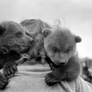 March 1975 Twin Brown Bears Print March 1975 Twin Brown Bears Print