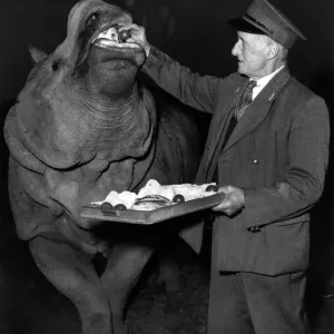 Mahon the Rhino and His Apple Surprise, January 1955 Print Mahon the Rhino and His Apple Surprise, January 1955 Print