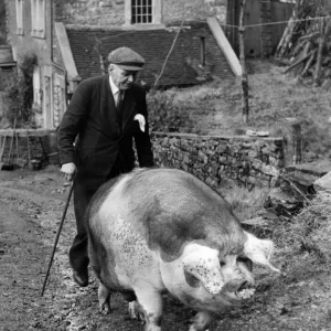 Joey the Pet Pig, Ecton, Staffordshire Print (1949) Joey the Pet Pig, Ecton, Staffordshire Print (1949)