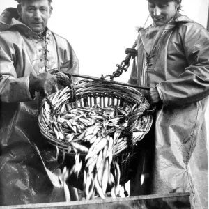 Fishermen emptying a cran into boxes ready for sale in 1967 Print Fishermen emptying a cran into boxes ready for sale in 1967 Print