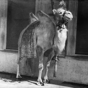 Una camella en una escena de la obra Chu Chin Chow. 31 mayo 1919. Una camella en una escena de la obra Chu Chin Chow. 31 mayo 1919.
