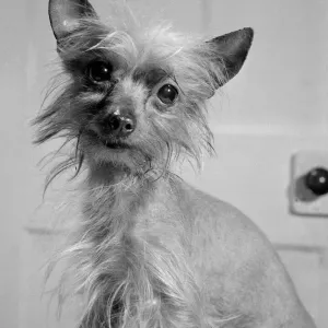 Bambi, a Chinese Crested Bitch, London Print 1967 Bambi, a Chinese Crested Bitch, London Print 1967