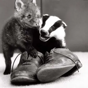 Spitfire the Fox and Biddy the Badger with Old Shoes Print 1985 Spitfire the Fox and Biddy the Badger with Old Shoes Print 1985