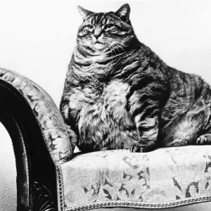 Un gatto grasso in ogni senso del termine Joseph pesava 28 libbre quando sua signora britannica. Un gatto grasso in ogni senso del termine Joseph pesava 28 libbre quando sua signora britannica.