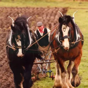 Dos caballos de la Shire, Duke (negro) y Sam, aran un campo en el antiguo manor en Beamish Open. Dos caballos de la Shire, Duke (negro) y Sam, aran un campo en el antiguo manor en Beamish Open.
