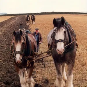 Caballos de la Shire arando un campo a la vieja usanza. Caballos de la Shire arando un campo a la vieja usanza.