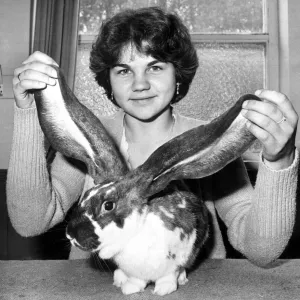 Leggo the Old English Lop Rabbit Print, 13th October 1979 Leggo the Old English Lop Rabbit Print, 13th October 1979