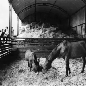 Arkle and Nellie at Bryanstown Farm, July 1967 Print Arkle and Nellie at Bryanstown Farm, July 1967 Print