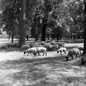 Sheep grazing in Hyde Park, London Print - 2nd August 1954