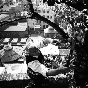 Sous les 100 pieds au-dessus du sol, Charles Legg va tranquillement à l'entretien d'un arbre en le taillant et en le débroussailleur.