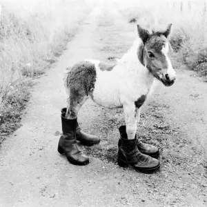 Britains Smallest Shetland Pony Lucky Print - August 1980 Britains Smallest Shetland Pony Lucky Print - August 1980