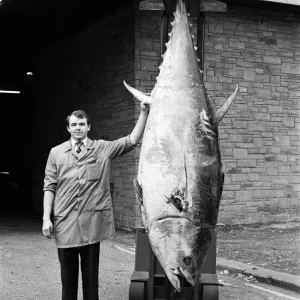 This Giant Tuna Print, Huddersfield Market Hall 1989 This Giant Tuna Print, Huddersfield Market Hall 1989