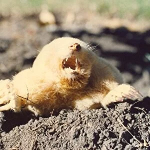 A mole coming out in the open