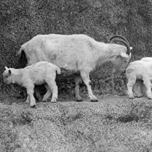 A mountain goat with some kids in London Zoo